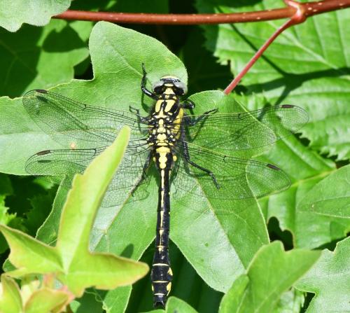 Gomphus vulgatissimus
